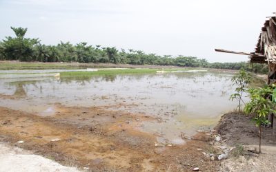 Penanaman Padi Perdana, Langkah Awal Menuju Kemandirian Pangan