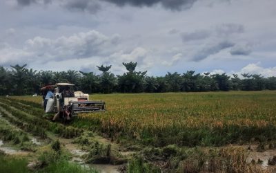 Panen Perdana 5,7 Ton Padi, Raudhah Perkuat Kemandirian Pangan